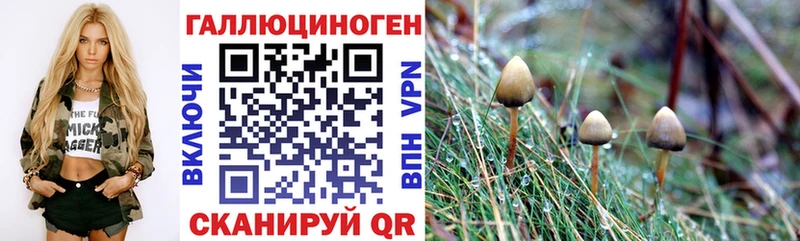 ОМГ ОМГ   Терек  Псилоцибиновые грибы GOLDEN TEACHER 